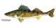 Pin Pals Freshwater Series Pin by Virgil Beck Walleye PP106