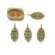 Ground Bait Mold / Cage Feeder Kit