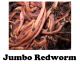 Jumbo Red / Trout Worm 30 Pc JRW