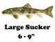 Large Sucker 6 - 9