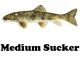Medium Suckers 4 - 6