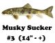 Musky Suckers 14