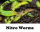 Green Nitro Nightcrawlers 1 Dozen NTW