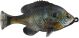 Savage Gear Pulse Tail Bluegill 