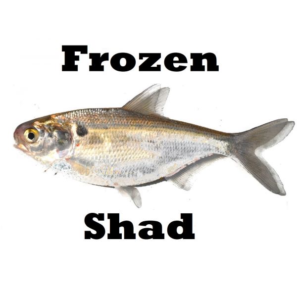 FROZEN SHAD FS - Fishingurus Angler's International Resources
