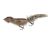 Wolverine Tackle Chipmunk Walking Bait