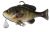 Savage Gear 3D Line Thru Bluegill Pulse Tail Pro 5.5