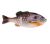 Berkley PowerBait Gilly 130mm