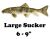 Large Sucker 6 - 9