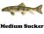 Medium Suckers 4 - 6