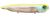 Megabass Dogmax