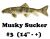Musky Suckers 14