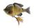 Savage Gear 3D Line Through Bluegill