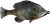 Savage Gear Pulse Tail Bluegill 